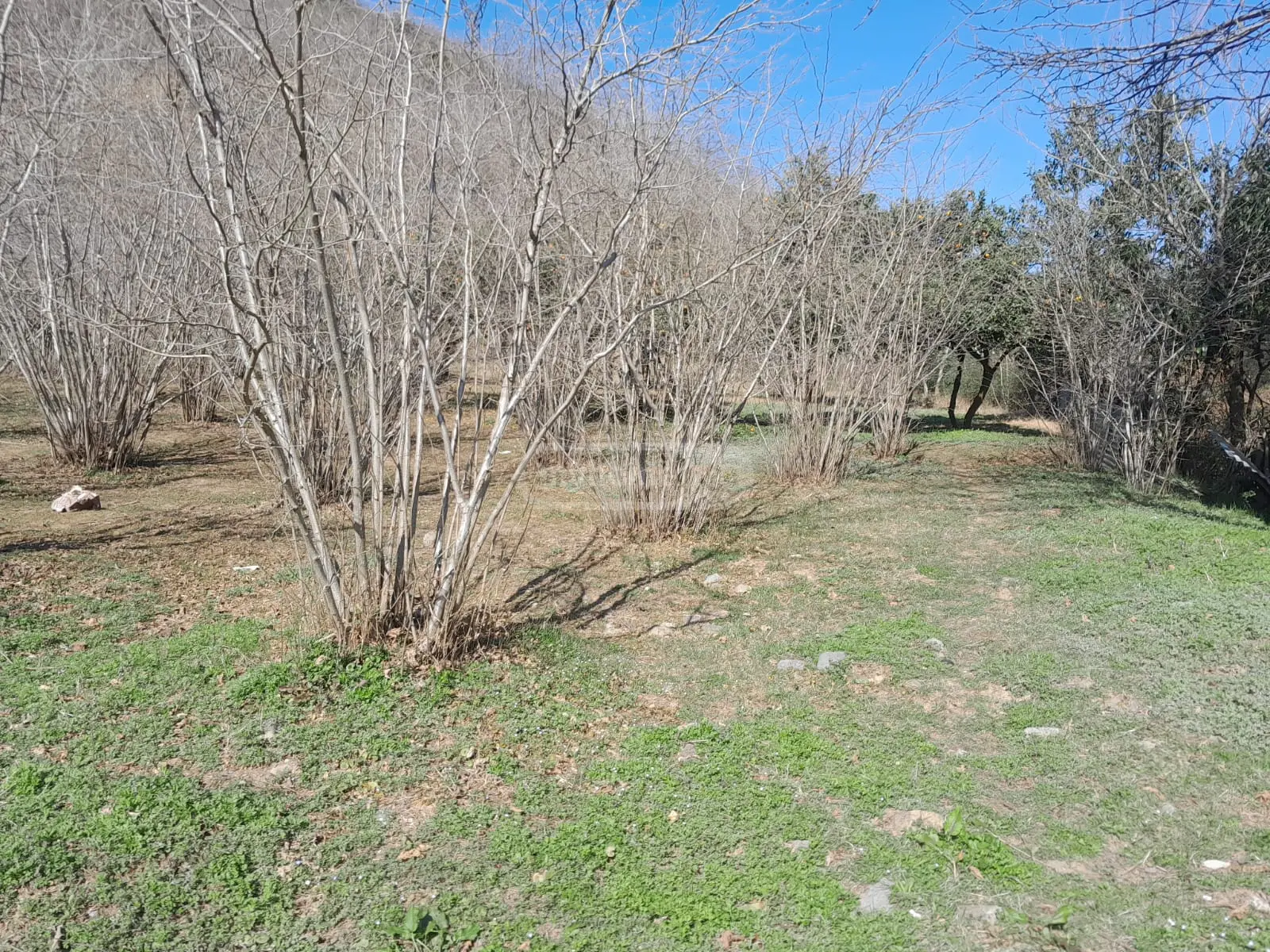 For Sale Sasoplo-Sameurneo Land Plot In Batumi view 7