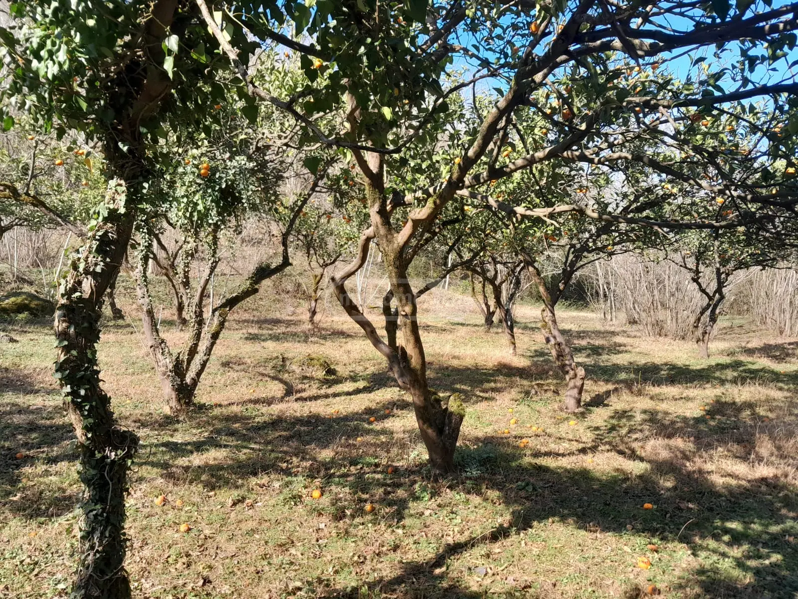 For Sale Sasoplo-Sameurneo Land Plot In Batumi view 5
