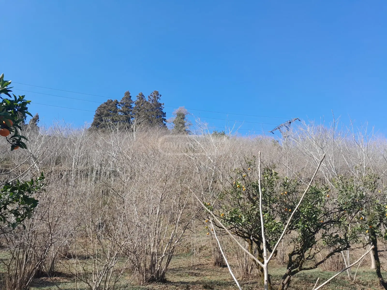 For Sale Sasoplo-Sameurneo Land Plot In Batumi view 4
