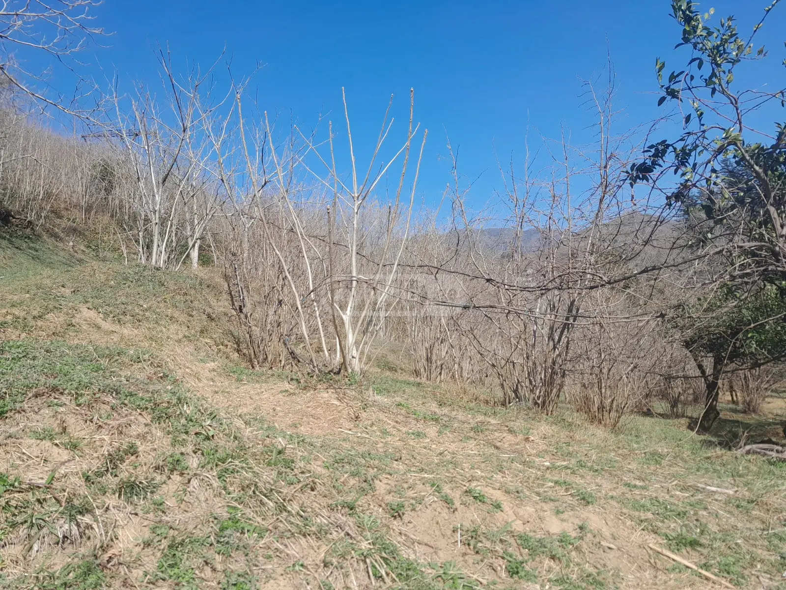 For Sale Sasoplo-Sameurneo Land Plot In Batumi view 6